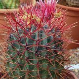 Ferocactus gracilis P1130436.JPG